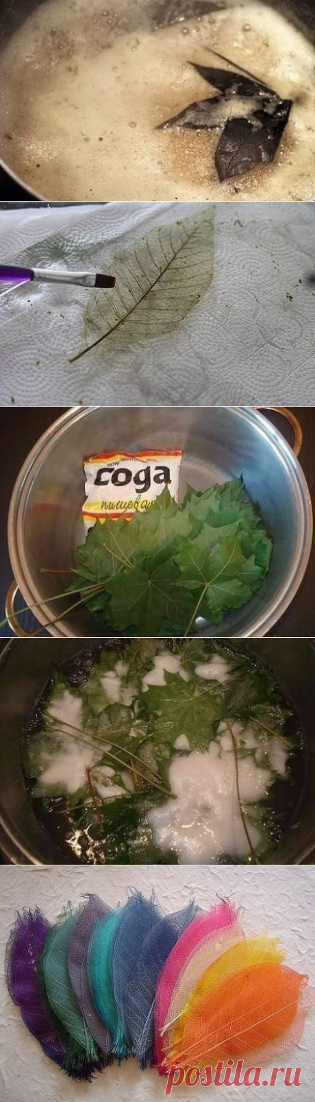 Скелетирование листьев