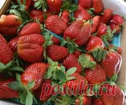 Фитофторозная гниль клубники - фитофторозная гниль клубники, кожистая гниль клубники