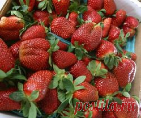 Фитофторозная гниль клубники - фитофторозная гниль клубники, кожистая гниль клубники