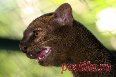 Музей исцеляющих кошек-Фото №20