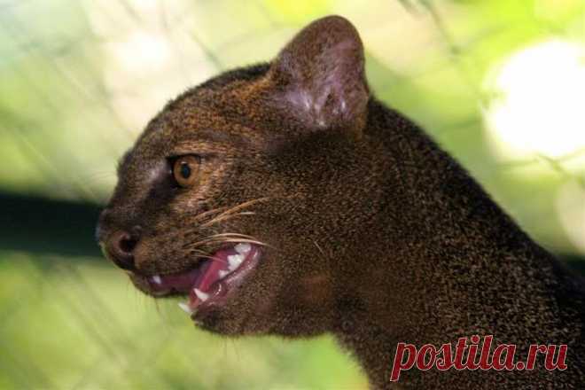 Музей исцеляющих кошек-Фото №20