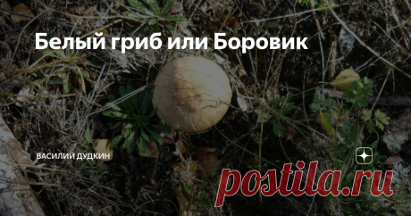 Белый гриб или Боровик Скоро открытие летне-осенней охоты, я отправился на разведку, решил пройтись по местам где в прежние годы встречались куропатки. 
Осмотрелся по сторонам, вон еще один, а дольше еще торчит.
Пожалуй, самое время заняться тихой охотой. Совместил приятное с полезным, привез ведерко с белыми грибами и решил написать статью об этих замечательных грибах.
