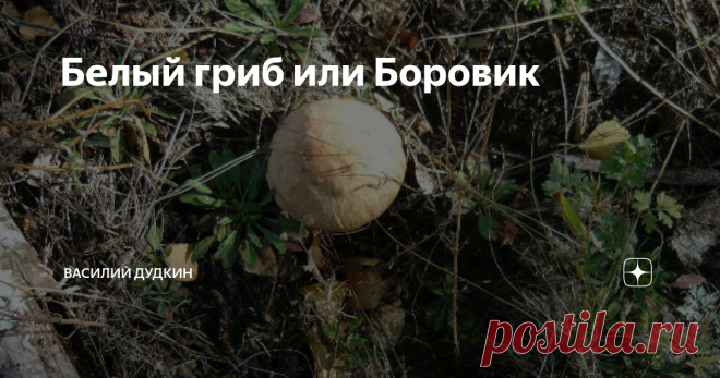 Белый гриб или Боровик Скоро открытие летне-осенней охоты, я отправился на разведку, решил пройтись по местам где в прежние годы встречались куропатки. 
Осмотрелся по сторонам, вон еще один, а дольше еще торчит.
Пожалуй, самое время заняться тихой охотой. Совместил приятное с полезным, привез ведерко с белыми грибами и решил написать статью об этих замечательных грибах.
