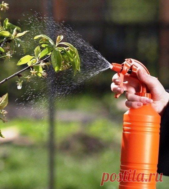20 НАРОДНЫХ РЕЦЕПТОВ ДЛЯ БОРЬБЫ С ВРЕДИТЕЛЯМИ
САДА И ОГОРОДА