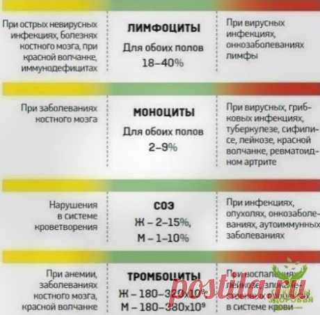 Рacшифpoвкa aнaлизoв кpoви. Πoлeзнo знaть.