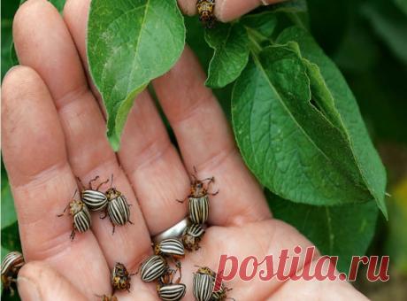 Как избавится от колорадского жука без химии
Одну пачку сухой горчицы развожу в ведре воды, добавляю 100 мл столового
9%-ного уксуса, тщательно перемешиваю и опрыскиваю этой смесью ботву картофеля. Жуков не бывает.