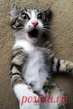 --- Ну вы блин и даете , такоГА 