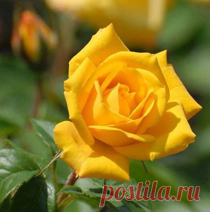 Желтая роза.