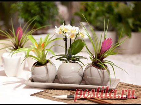 Уход за комнатными растениями: 33 незаменимых совета.