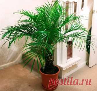 Финиковая пальма: уход в домашних условиях, фото О финиковой пальме
Ее второе название — феникс. Растение принадлежит к семейству пальмовые и насчитывает более 15 видов. В дикой природе финиковую пальму можно встретить в Европе и Азии. Данная культу...