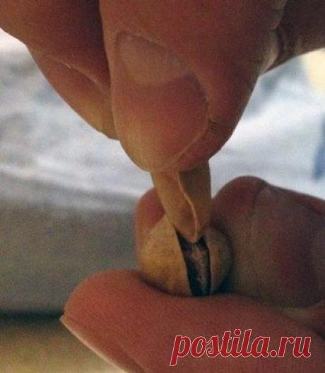 Если не получается открыть фисташку ногтем, сделайте это скорлупкой от другой фисташки.
Добавь на стену , чтобы не потерять.