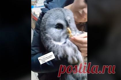 Россияне спасли краснокнижную птицу, назвали ее Серегой и сделали звездой TikTok. В Тюкалинске, расположенном в Омской области, россиянин спас редчайшую краснокнижную птицу, которая впоследствии стала звездой TikTok. Денису Сурикову пришла идея назвать неясыть Серегой. В итоге короткие ролики с хищной птицей покорили пользователей сети. На одном из видео оказалось 4,6 миллиона просмотров.