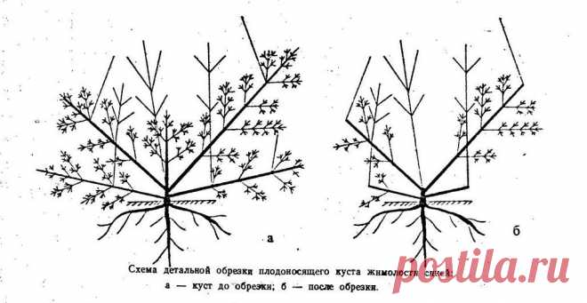 Обрезка жимолости: схема, когда и как правильно обрезать весной и осенью?