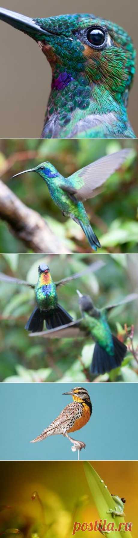 Stunning Macro Photograph of a Hummingbird | Coolphotos | Daily Inspiration on WhereCoolThingsHappen. КОЛИБРИ.