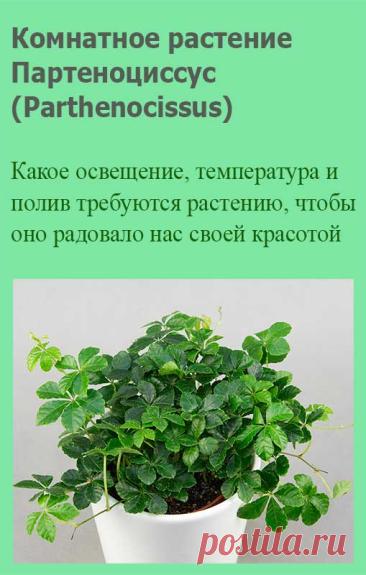 Комнатное растение Партеноциссус (Parthenocissus). Партеноциссус называют "девичьим виноградом" (неслучайно на греческом parthenos - "девушка", а kissos - "плющ") и используют для озеленения вертикальных плоскостей. Партеноциссус - листопадная лиана с лазящим стеблем, со временем одревесневающим.