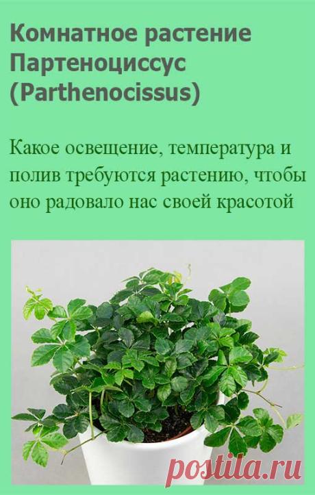 Комнатное растение Партеноциссус (Parthenocissus). Партеноциссус называют "девичьим виноградом" (неслучайно на греческом parthenos - "девушка", а kissos - "плющ") и используют для озеленения вертикальных плоскостей. Партеноциссус - листопадная лиана с лазящим стеблем, со временем одревесневающим. Осенью листья приобретают красивый красноватый оттенок.