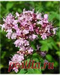 Душица – лекарственное растение