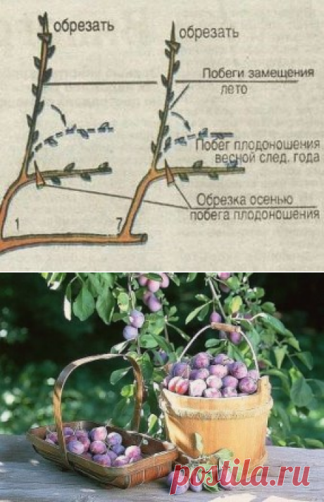 Одноклассники