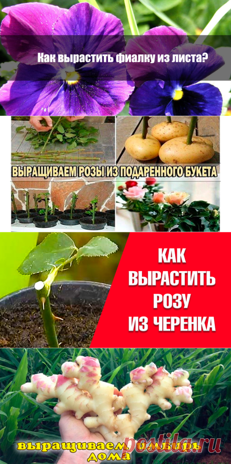 От маленького листочка до пышно цветущего растения или как вырастить фиалку из листа | Полезные советы
