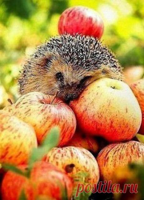 Ушная боль лечение народными средствами