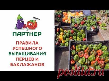 ПРАВИЛА УСПЕШНОГО ВЫРАЩИВАНИЯ ПЕРЦЕВ И БАКЛАЖАНОВ