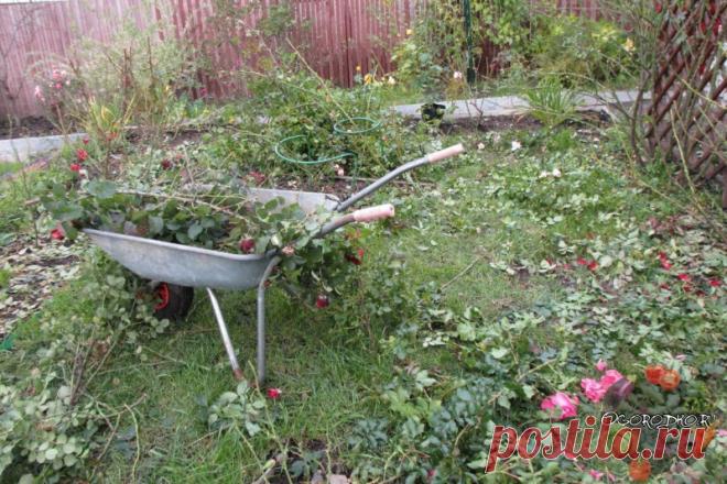 Уход за розами осенью – пять шагов к пышному цветению весной Уход за розами осенью –необходимая подготовка к зиме в Подмосковье, в Сибири и на Урале, в Ленинградской области, подкормка, кустов, правильная обрезка