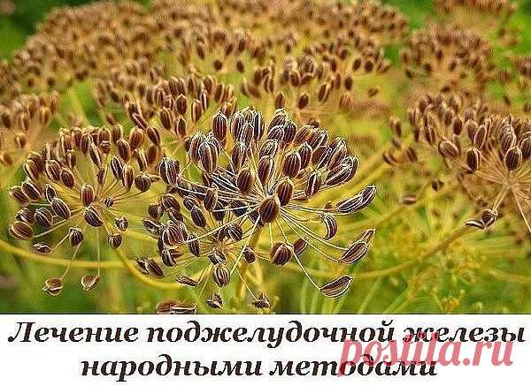 Как лечить поджелудочную железу народными методами — informed news 24