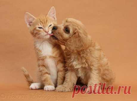 Pets: Cavapoo pup and ginger kitten on brown background photo - WP25165