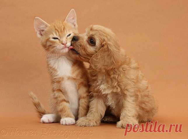 Pets: Cavapoo pup and ginger kitten on brown background photo - WP25165