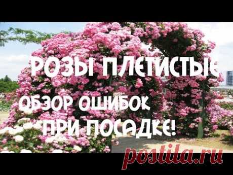 Розы плетистые. Обзор ошибок при посадке!