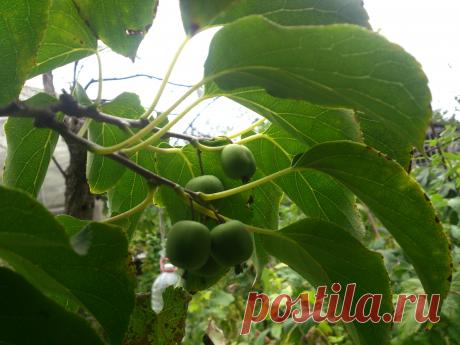 Многолетняя лиана. Высота растения 30 м Морозостойкая быстрорастущая лиана. В благоприятных условиях достигает высоты до 30 м, при диаметре ствола у корневой шейки 10-20 см. Стволы выглядят как мощные канаты, которые обвивают ближайшие опоры. Взбираясь по ним до самой вершины, она на просторе развивает густую крону. Очень декоративно смотрится осенью, когда крупные округло-яйцевидные листья окрашиваются в жёлтые и светло-жёлтые тона. Дополнительным украшением в пору плодоношения являются разнооб