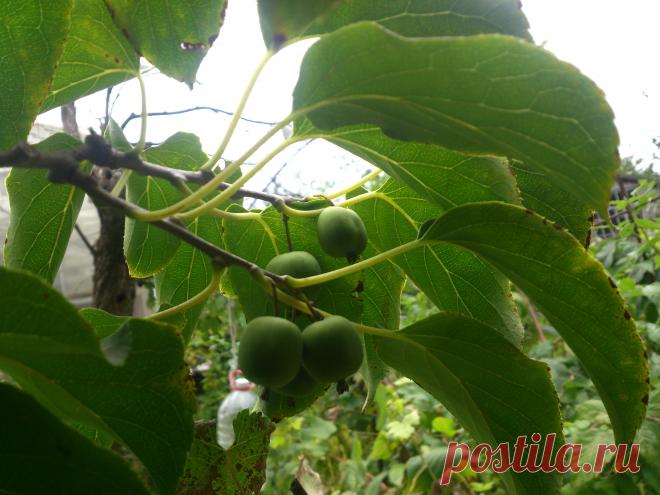 Многолетняя лиана. Высота растения 30 м Морозостойкая быстрорастущая лиана. В благоприятных условиях достигает высоты до 30 м, при диаметре ствола у корневой шейки 10-20 см. Стволы выглядят как мощные канаты, которые обвивают ближайшие опоры. Взбираясь по ним до самой вершины, она на просторе развивает густую крону. Очень декоративно смотрится осенью, когда крупные округло-яйцевидные листья окрашиваются в жёлтые и светло-жёлтые тона. Дополнительным украшением в пору плодоношения являются разнооб