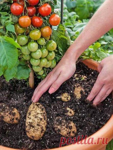 Неожиданно: гибриды среди фруктов, овощей и ягод — Наука и жизнь