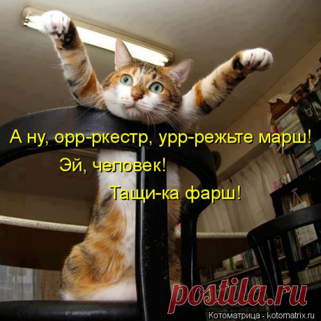 Лучшие котоматрицы недели (51 фото) Прикольные картинки от сайта Котоматрица.


















































