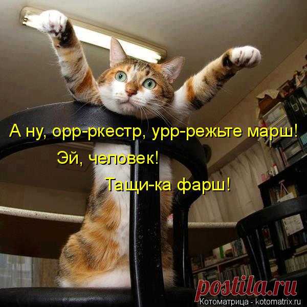Лучшие котоматрицы недели (51 фото) Прикольные картинки от сайта Котоматрица.


















































