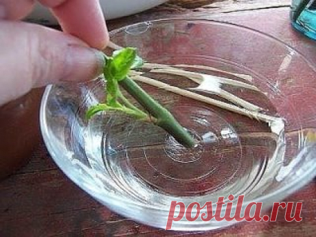 СУПЕР-СРЕДСТВО "ТРОЙЧАТКА" ДЛЯ ПРОРАЩИВАНИЯ РОЗ 
Хочу поделиться своей радостью!
Мои "подарочные" розы не только укоренились, но и пустили листики!
Зимой мне подарили цветы - букетик роз. Букетом конечно его можно назвать с натяжкой. В букете было всего три очаровательных розы.
Зимние букеты - дорогие! И конечно же букет из роз - мой подарок, нёс в себе чисто символическое значение - дань уважения и любви. Розы стояли долго в вазе, видно были они срезаны совсем недавно. По...