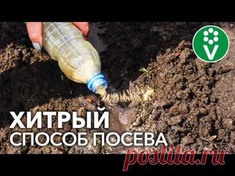 ЧТО ПОСЕЯТЬ В ИЮНЕ-ИЮЛЕ? Хитрый способ смешанного посева