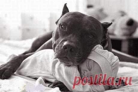 Found on thedogbreed.info