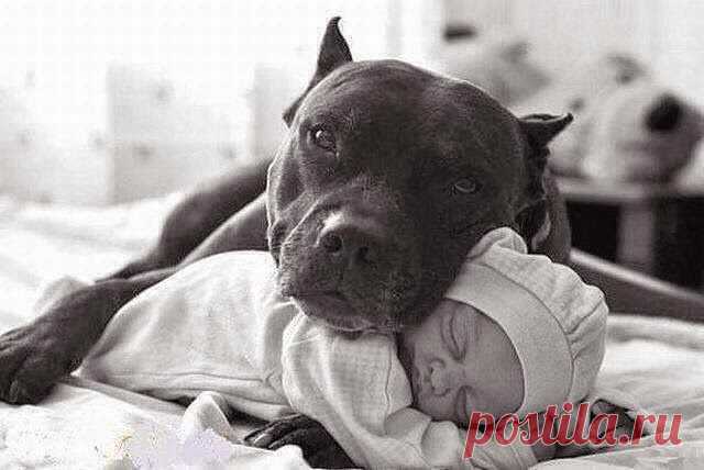 Found on thedogbreed.info