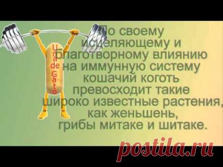 Кошачий коготь - YouTube