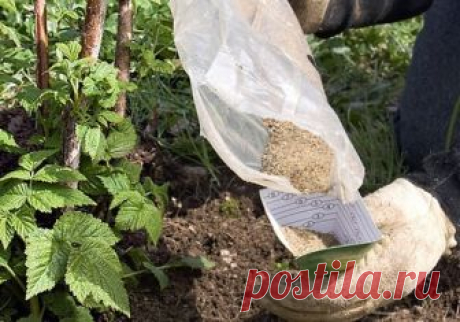 Для каждого растения своя подкормка. Чем удобрять сад осенью 

Чтобы деревья и кустарники хорошо перезимовали, осенью их надо хорошенько накормить. А поскольку требования у всех растений разные, для каждого придется составлять отдельное меню. 

Чтобы деревья и кустарники хорошо перезимовали, осенью их надо хорошенько накормить. А поскольку требования у всех растений разные, для каждого придется составлять отдельное меню. 

Яблони и груши 

Их нужно подкормить сразу после у...