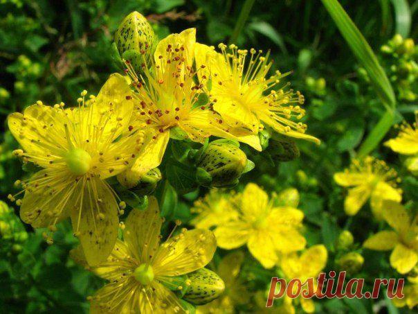 ИСТОКИ ПРАВИ