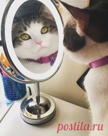 Коты, которые слышать ничего не хотели о вашем личном пространстве