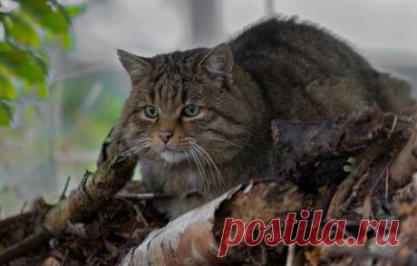 Обои дикая кошка, лесной кот, лесная кошка картинки на рабочий стол, раздел кошки - скачать