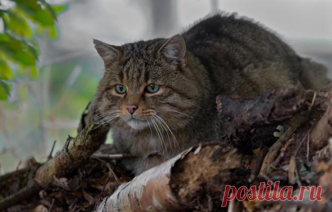 Обои дикая кошка, лесной кот, лесная кошка картинки на рабочий стол, раздел кошки - скачать