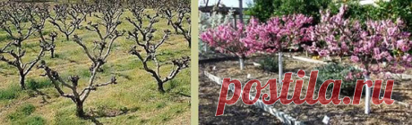 Обрезка персика в разных климатических зонах весной, летом и осенью