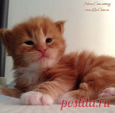Котенок мейн-кун Каспер, продается. Питомник https://zarcoon.ru