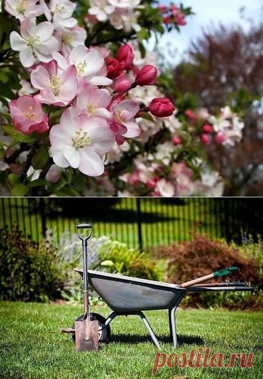 Советы, наполненные добротой и любовью | Огород без хлопот