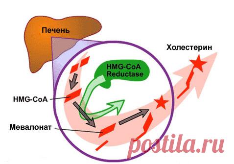 Статины: список препаратов от холестерина, поколения, вред и польза