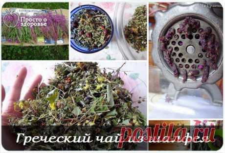 Здоровье. ГРЕЧЕСКИЙ ЧАЙ ИЗ ШАЛФЕЯ